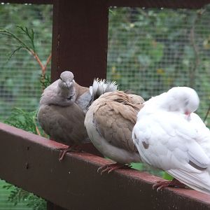 Sir Gibbie-Miri-Braveheart-Male Ring-necked Dove-Female Ring-necked Dove-Male Ring-necked Dove