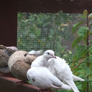Sir Gibbie-Miri-Braveheart-Male Ring-necked Dove-Female Ring-necked Dove-Male Ring-necked Dove