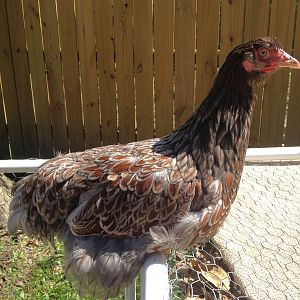 This photo was taken just after she was shipped to me in October, 2012.  I really need to take an updated photo...she is very nice. She is the 2nd youngest pullet in the group.