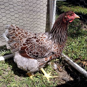 Jerry Foley showed this pullet in the 2012 APA Nationals in Lucasville, Ohio, and she placed Reserve Variety.  I feel very fortunate to have these beautiful birds from him! I received her in October, 2012, when she was approximately 6-7 months old.