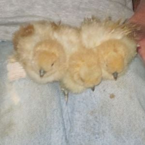 The Garry Farm's first three baby buffs from our beloved MBRobbins eggs.  It was a perfect grouping - a real trio - two pullets and a cockerel!
