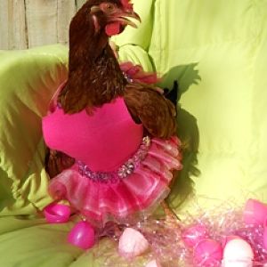 We entered Primrose into a Pets in Pink contest for Breast Cancer Awareness.  We made her this dress and she posed for this foto under the caption Primrose Crows for Breast Cancer Awareness