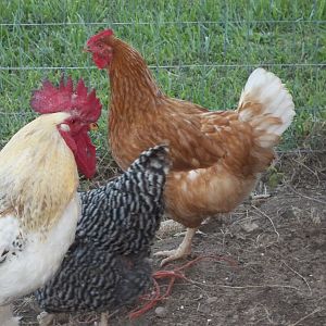 Here are a couple of them in one of the runs early in the morning waiting for me to open the coop door so they can go play in the yard.  They love bug hunting and dirt bathing.  This is Elvis the Rooster, Butterscotch, Diamond my Barred Rock and the tip of the tail of Pearl... not sure of her breed but she is pure black with cotton like feathers around her whole bottom and vent.  Obviously, Nugget and Pearl didn't want their pics taken lol
