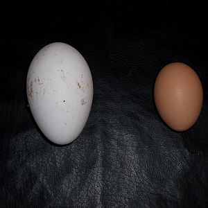 My goose egg and one of my chickens egg ... just to show how BIG the geese eggs are!