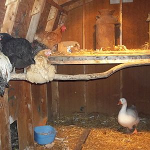 My chicken and geese trying to get in comfy spots for the night.... the roost is the chickens favorite place.  That and the second story.  The geese stay in the back corner generally.... well when they aren't harassing the chickens. The goose is sweet but the gander is a temperamental fella lol.