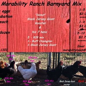 Morability Ranch Barnyard Mix - Black Jersey Giant crosses