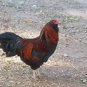 Zippy our Araucana rooster