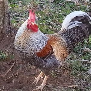 Desi our Cream Legbar rooster