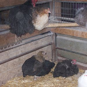 Silver Birchen Orpington rooster top left, wheaten hen.  blue birchen hen, Bottom  Gold Birchen pullets, and my molting silver birchen hen.  She is not naked neck!!!!