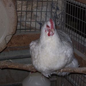 White Orpington hen