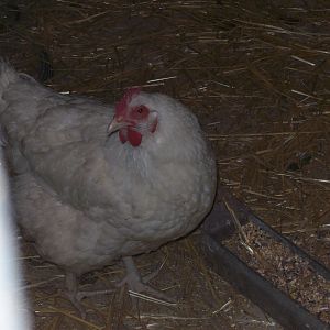 White Orpington hen