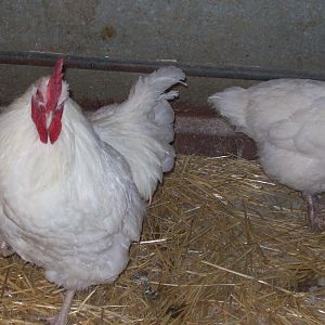White Orpington rooster
