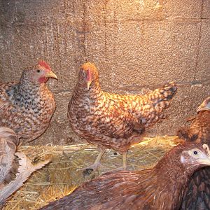 Rhodebar roosters in rear & pullet in front.