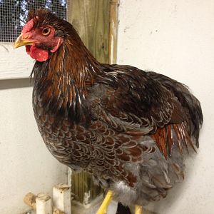 BLRW cockerel from Jerry Foley.  He is going to be a BIG boy! He is around 8 months old (11/12) and is filling out fast.  He is molting now, but he is going to be striking!