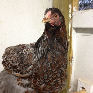 Another beautiful pullet from Jerry.  She is 7-8 months old as of 11/12.