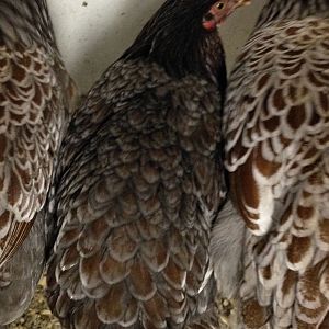 The pullet in the center is much younger than the other 3. She is also much darker.  Her lacing is really starting to look more defined. I think she'll be beautiful!
