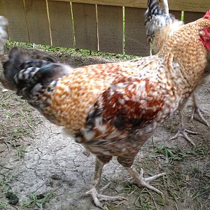 This was taken 08-01-12. This boy is gorgeous now, but he is in my mixed flock and will be rehomed because he has a carnation comb (side sprigs on each side of the blade of the comb. I couldn't bring myself to process him because I loved his coloring so much.