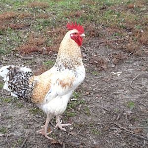 Photo taken 11/18/12.  This is Lewis - he has the best personality of all the roosters I have!  We just love this guy!  I don't have him in my breeding pen because I prefer Lucky's coloring.