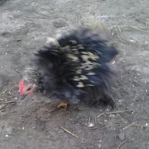 Frizzle Rooster