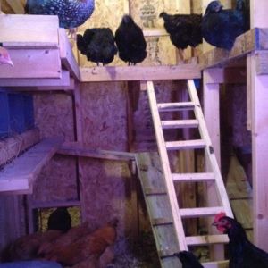 Girls getting ready for bed inside coop
Poop board, roost and ladders