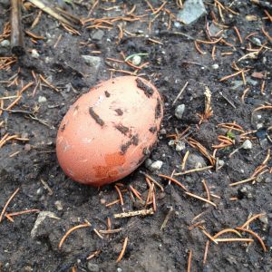 Found 'First' egg in the run, it was still warm