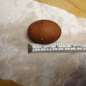 First Egg :)