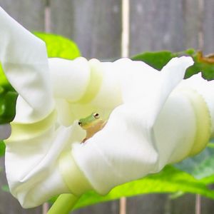 Moonflower and tree frog. This little guy eats the bugs that are attracted to this flower's fragrance. Smart little guy.