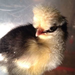 Hatched 11/29/12