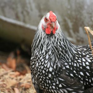 Still wondering what kind of chicken she is.  Any ideas?