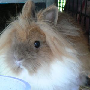 ButterCup, one of our Lionhead does