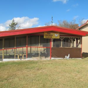 This is a pic that shows the hen door on the left and their buddy rooster