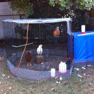 Chicken coop