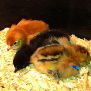 The three baby chicks the day we brought them home.
