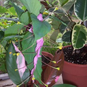 Pink Princess philodendron with Dancing Ladies globba ginger