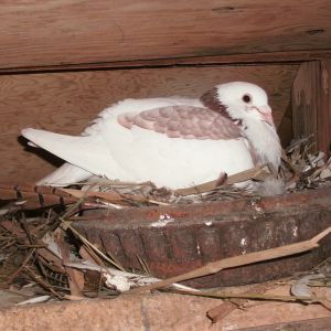 Daddy pigeon incubating 2 squabs hatched Dec 27 & 28th 2012.