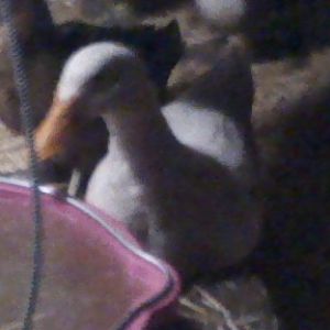 my best pekin duck