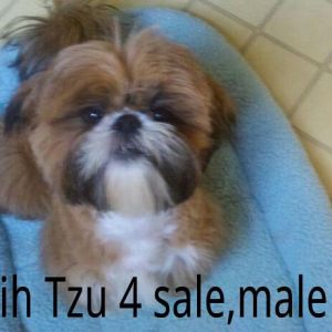 Shih Tzu 7 mo. puppy for sale. Raised just like family.Special puppy looking for special home.
