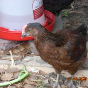 Copper Rhode hen