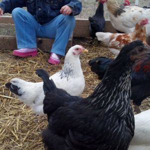 A few of the mixed bantam chickens i hatched out in august along with a Black sex-link from the same batch.