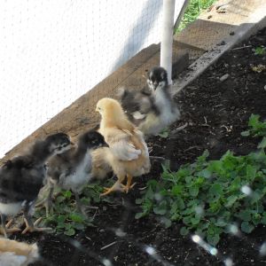 my original flock outside in the spring on a very warm day (March 13, 2012)
