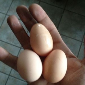 First three eggs so excited!