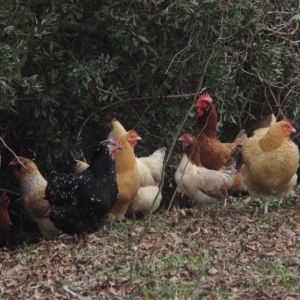 The girls:  the three in front are Rose, Dorothy and Ladyspur (Blanche started crowing so she had to find a new home).