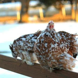 young pullets Daphne and Dorothy