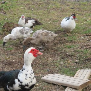 Foreground: King Pimp, original Muscovy Drake and sire of Uno.
Middle-ground: Our two runner females Mud and Princess Pea.
Background: Two of our muscovy hens.. I believe Brownie and Lucy.
