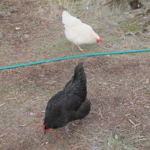 One of our White Plymouth Rock hens and Obsidian, our Black Austrolorp and best layer.