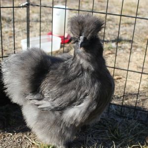 CG/Touchwood Silkies
younger lighter pullet, looser wings
