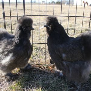 CG/Touchwood Silkies
face off