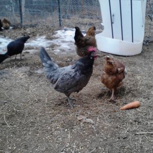 Beauty (gray) Sandy in the front on the right and itchy (my angry chicken when are daughters arent around we add a B to the name lol)