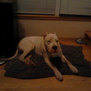 My dogo argentino his name is Buliwfy :)