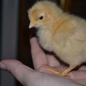A buff orpington chick